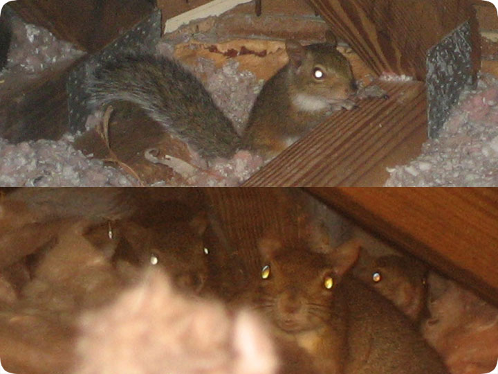 Things You Should Know About Squirrels In Attic Home